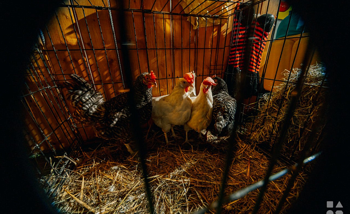 МОЯ ЗВАЙ БОРАТ!