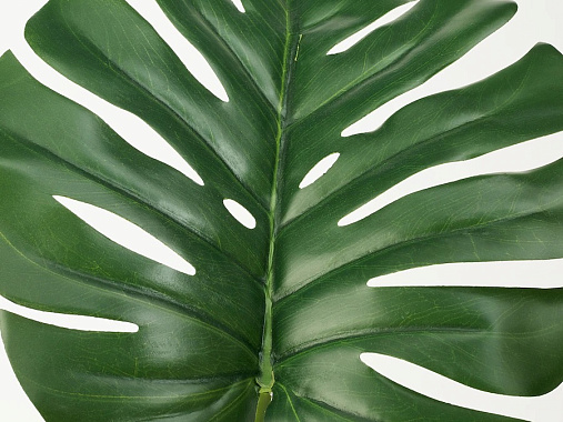 MONSTERA