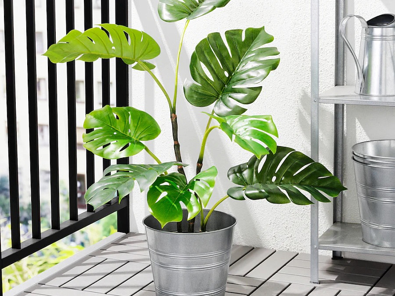 MONSTERA