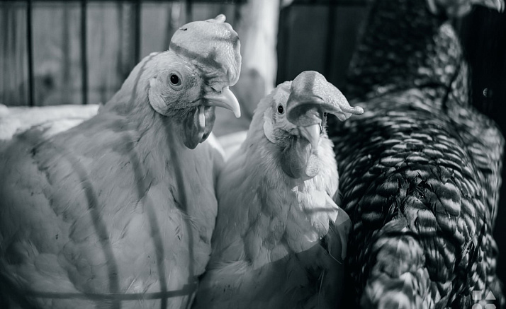 МОЯ ЗВАЙ БОРАТ!